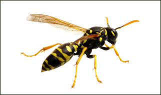 Wasp Extermination