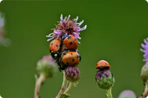 ladybugs on flower
