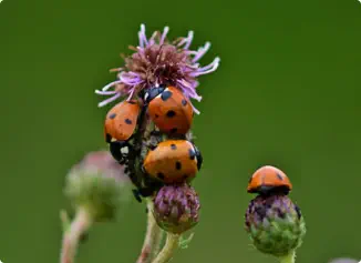 ladybugs on flower