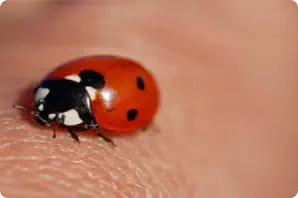 asian lady beetle on hand