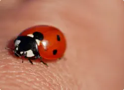 asian lady beetle on hand