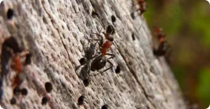 carpenter ants and holes