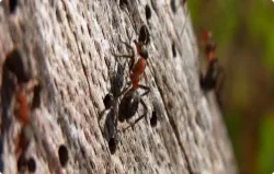 carpenter ants and holes