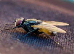 closup of cluster fly