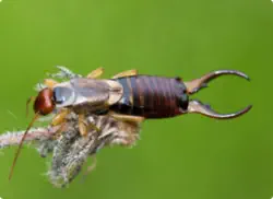closeup of earwig