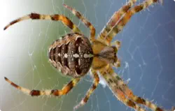 spider on spiderweb