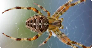 spider on spiderweb