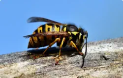 closeup of hornet