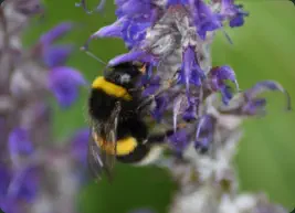 bumblebee