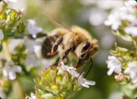 honey bee