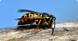 closeup of hornet