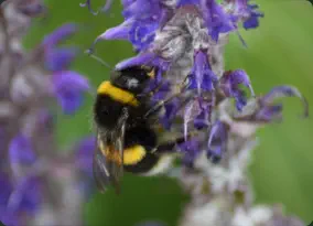 bumblebee