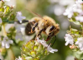 honey bee