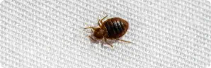 closeup of bedbug