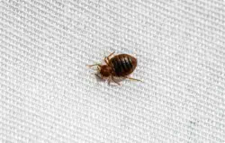 closeup of bedbug
