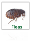 Exterminating Fleas