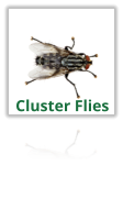Exterminating Cluster Flies