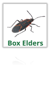 Exterminating Box Elder Bugs