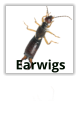 Earwigs Extermination