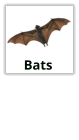 Bat Extermination