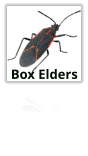 Box Elder Bugs Extermination