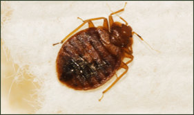 How do you get bed bugs?