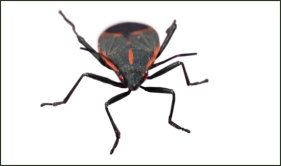 Where you can find box elder bugs?
