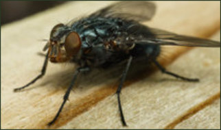 Flies Extermination