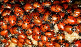 Remove unwanted ladybugs and Asian ladybugs fast.