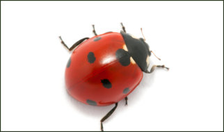Asian Ladybugs Exterminating