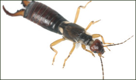 Do you have earwigs in your home?