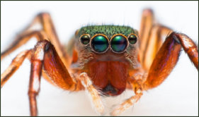 Get rid of Jumping Spiders