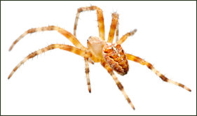 House Spiders Exterminating