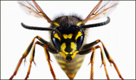 Get rid of Hornets Nests