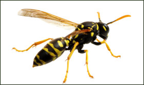Get rid of Wasps