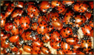 Lakeshore Exterminating Company can get rid of ladybugs