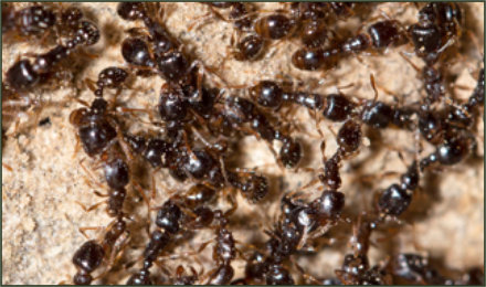 Carpenter Ants Extermination
