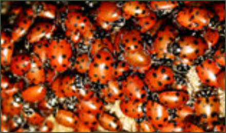 Get rid of ladybugs for good.