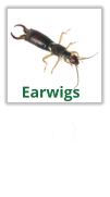 Exterminating Earwigs