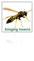 Exterminating Wasps, Hornets, Bees