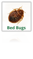 Exterminating Bed Bugs