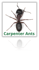 Exterminating Carpenter Ants
