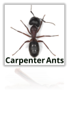 Carpenter Ants Extermination