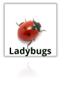 Asian Ladybugs Extermination