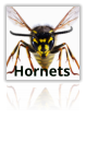 Hornet Extermination