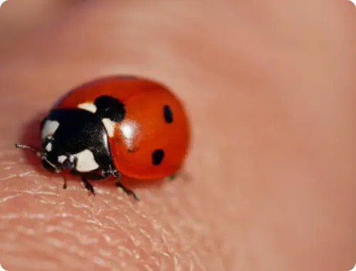 asian lady beetle on hand