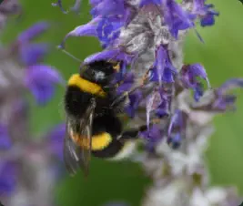 bumblebee