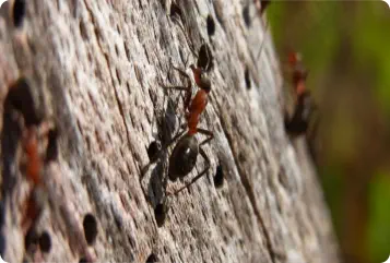 carpenter ants and holes