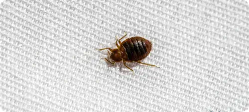 closeup of bedbug
