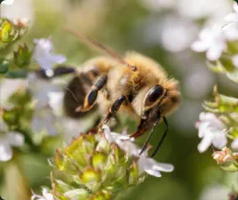 honey bee
